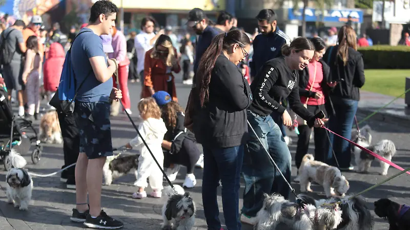 Más de cien perros raza shih tzu se reunieron en la Minerva  (5).JPG